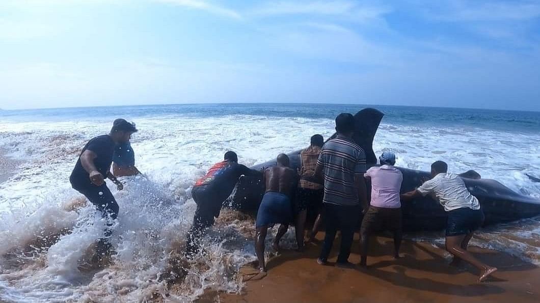 <div class="paragraphs"><p>File picture of rescuing a whale shark in Kerala attached - </p></div>